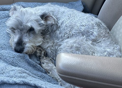 Our Miniature Schnauzer Has Diabetes (And It’s Not Going Properly)