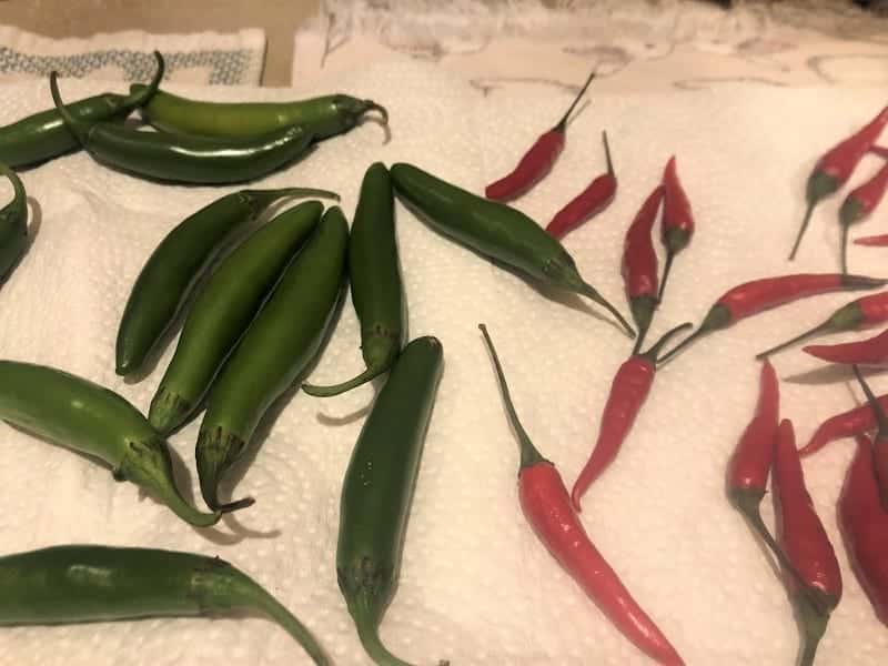 Plant-Primarily based Spicy Pizza Greek-Type: First Try